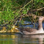 Picture of a Goose with some Goslings eating leaves from a tree