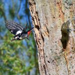 Picture of a male Woodpecker flying off from a nest