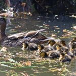 Picture of a duck with its ducklings