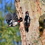Picture of a pair of Woodpeckers, the female flying off