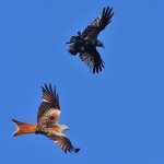 Picture of a Rook vs Red Kite aerial fight