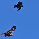 Picture of a Rook vs Red Kite aerial fight