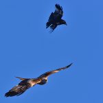 Picture of an aerial fight Rook vs Red Kite