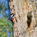Picture of a Woodpecker climbing into a nest