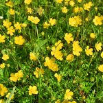Picture of Buttercups on a canal bank