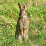 Picture of a Rabbit standing on its hind legs