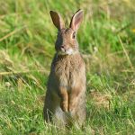Picture of a rabbit standing on its hind legs
