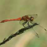 Picture of a Dragonfly