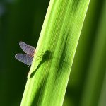 Picture of a dragonfly behind a leaf, its shadow showing through the leaf