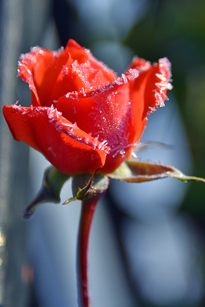 Picture of a red Rose covered with ice crystals