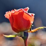 Picture of a red Rose covered with ice crystals