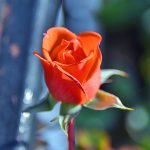Picture of a rose in flower