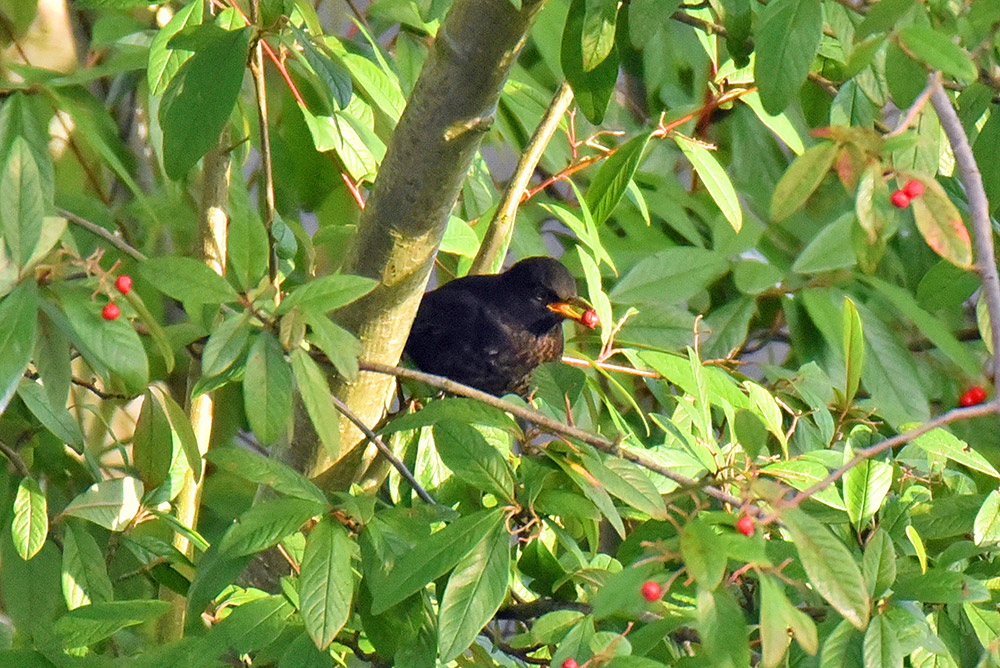 Picture of a Blackbird with a berry