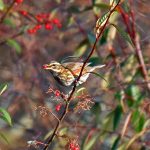 Picture of a Redwing with a berry