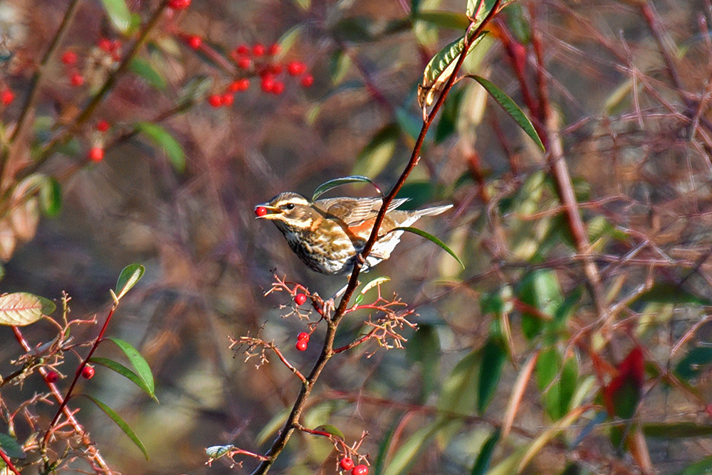 Picture of a Redwing with a berry