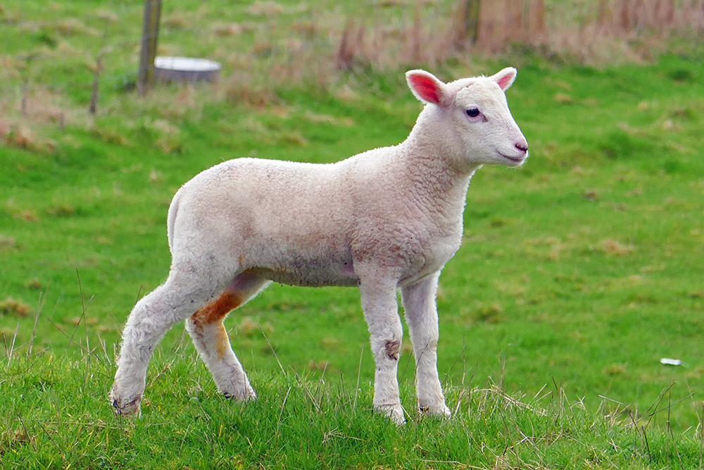 Picture of a young lamb standing to attention