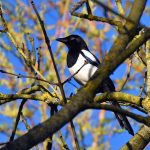 Picture of a Magpie