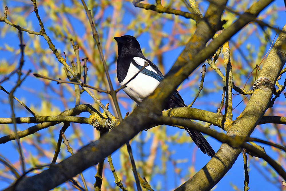 Picture of a Magpie