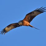 Picture of a Red Kite in flight, twisting its tail