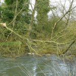 Picture of a twisted fallen tree over the River Kennet