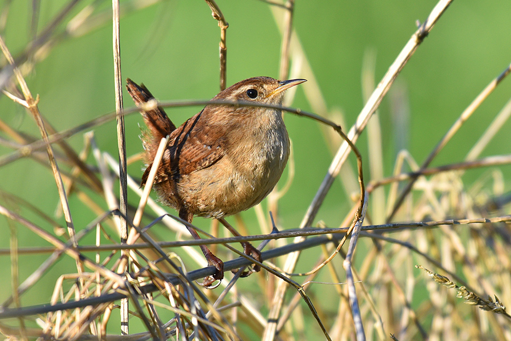 Picture of a Wren in undergrowth