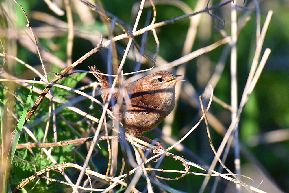 Picture of a Wren with its beak open in undergrowth