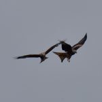 Picture of two Red Kites in an aerial tussle