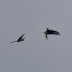 Picture of two Red Kites in an aerial tussle