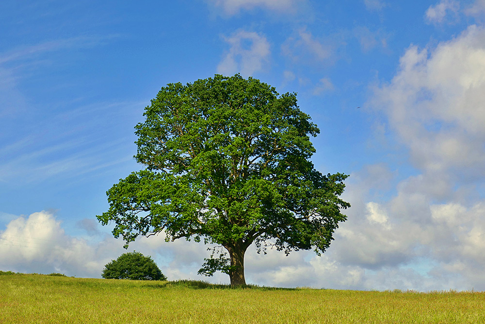 Picture of a large single oak tree in a meadow