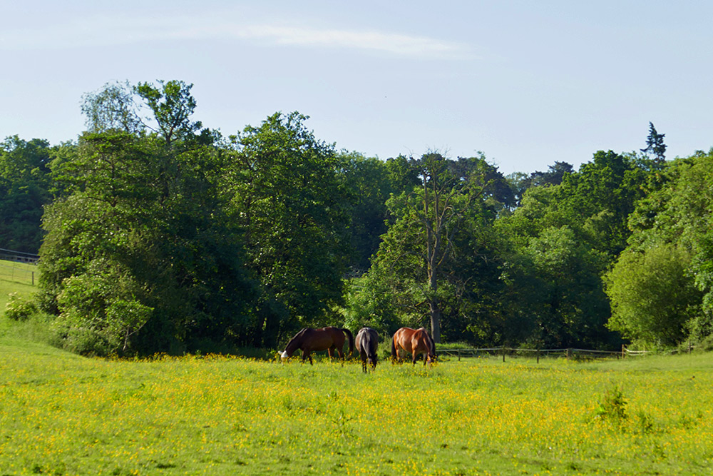 Picture of three horses grazing in a meadow