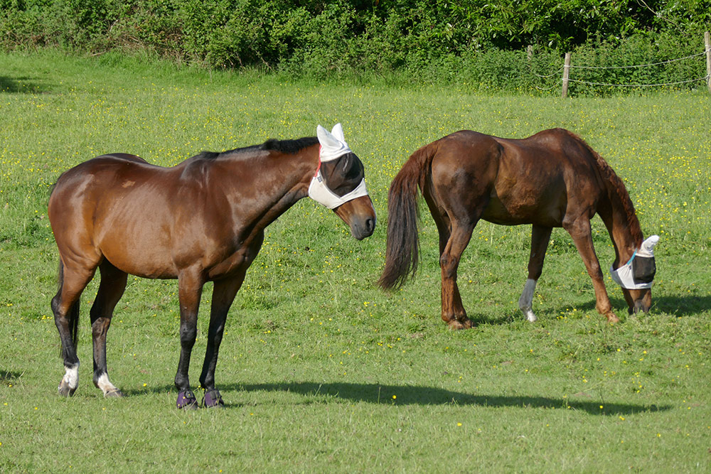 Picture of two horses wearing mesh covers over their eyes and ears