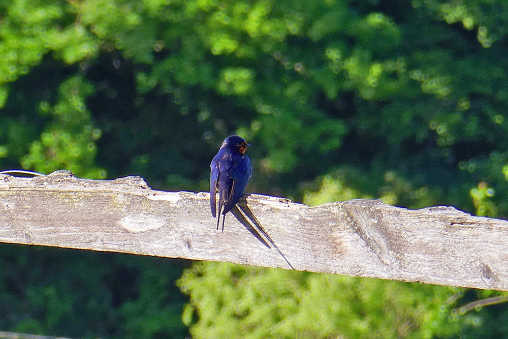Picture of a Swallow on a fence