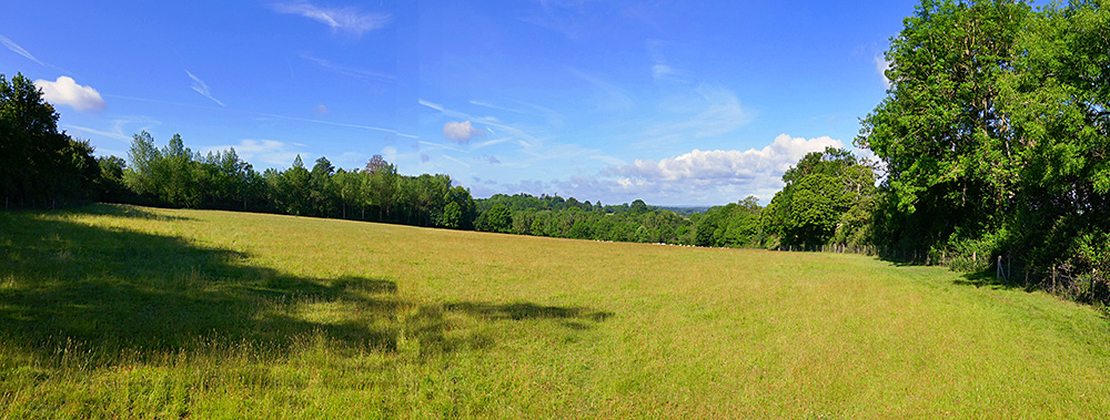 Panoramic picture of a meadow, sheep grazing in the distance