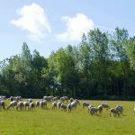 Picture of sheep grazing in a meadow