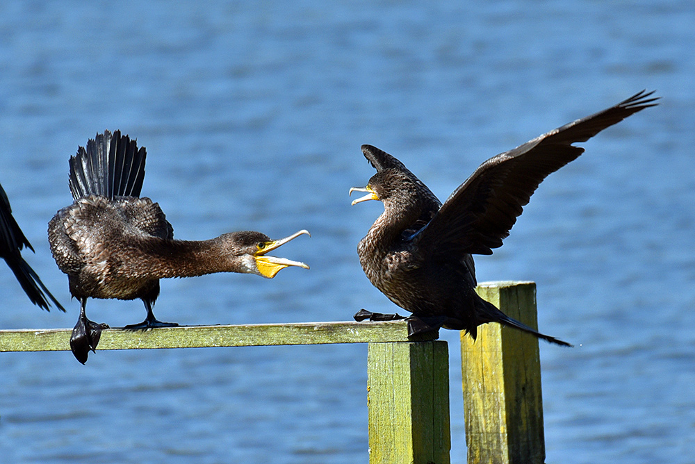 Picture of two Cormorants in a short fight