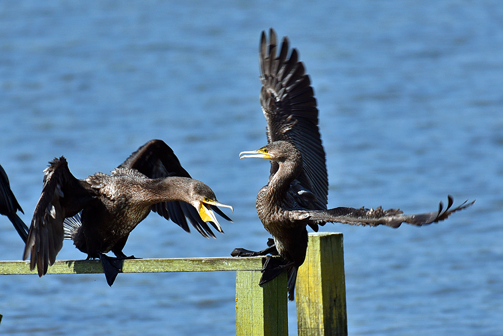 Picture of two Cormorants in a short fight