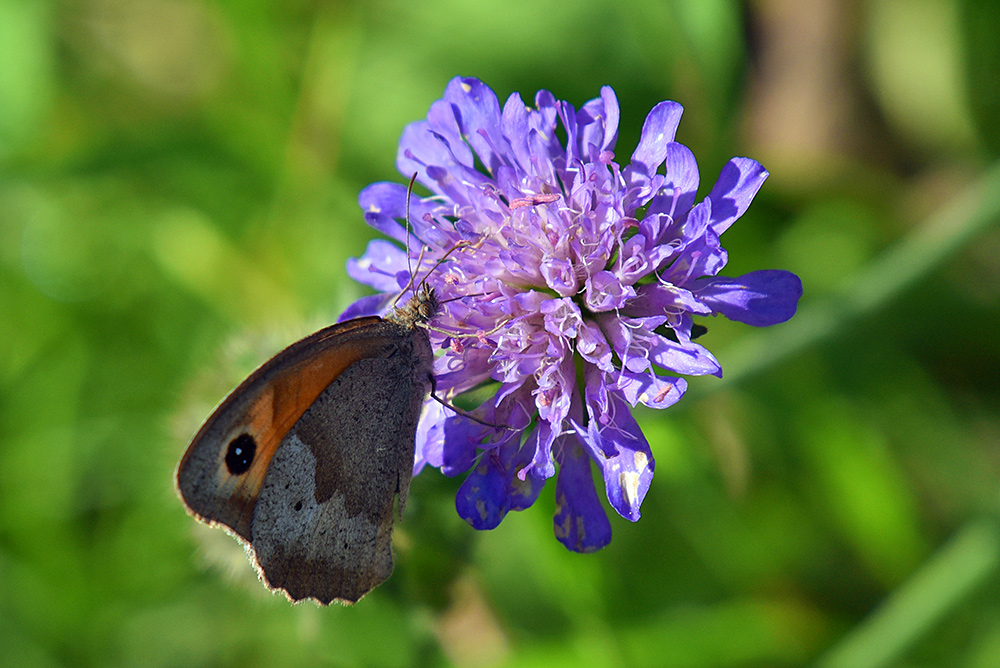 Picture of a butterfly feeding on a flower