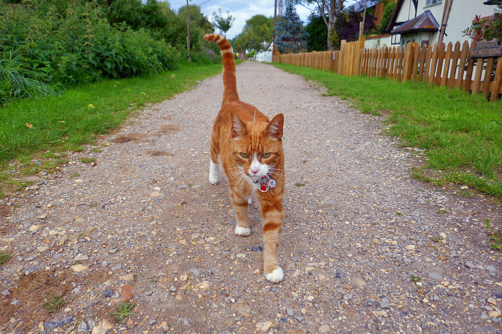 Picture of a cat on a towpath