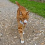 Picture of a cat on a towpath
