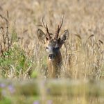 Picture of a Deer hiding in a field