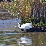 Picture of a Little Egret with a caught fish