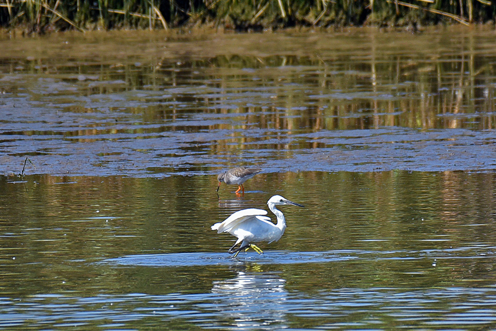 Picture of a Little Egret and a Redshank