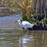Picture of a Little Egret swallowing a fish