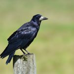 Picture of a Rook on a fence post