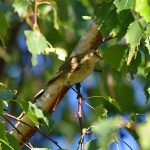 Picture of a Willow Warbler in a tree