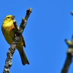 Picture of a Yellowhammer bird