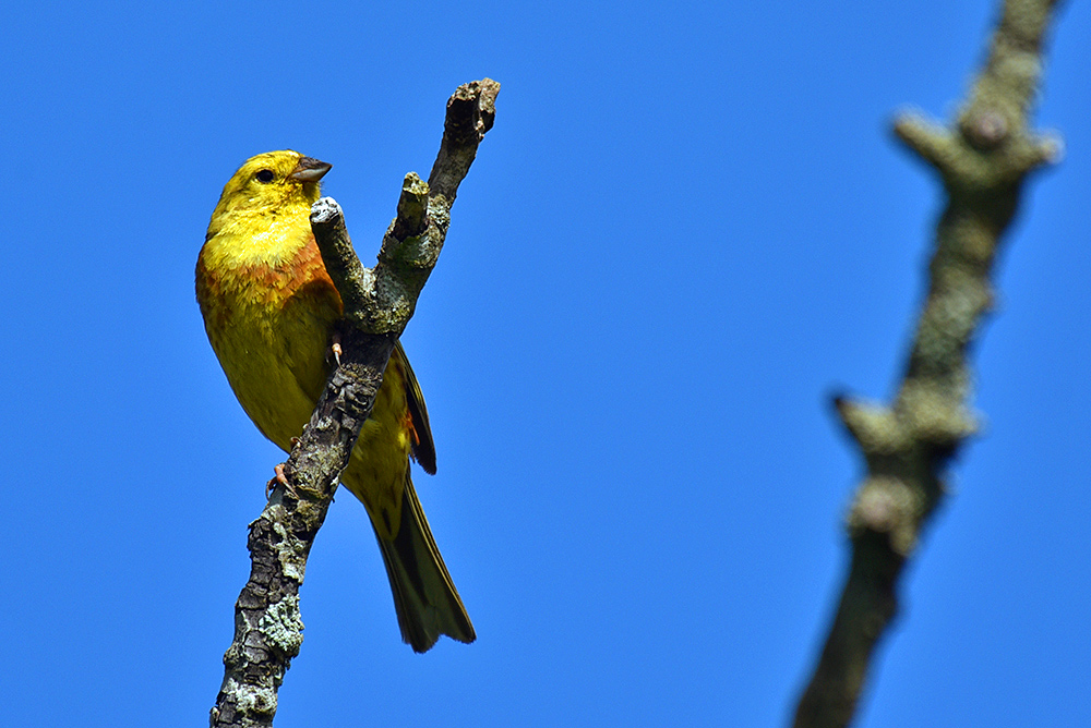 Picture of a Yellowhammer bird