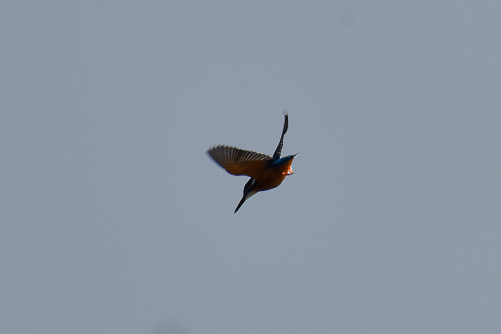 Picture of a Kingfisher about to dive