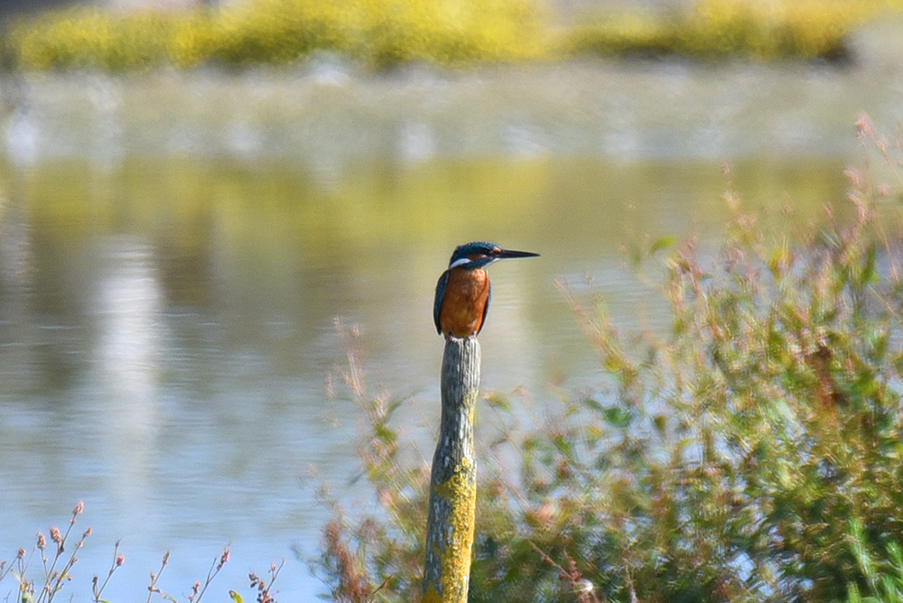 Picture of a Kingfisher sitting on a pole