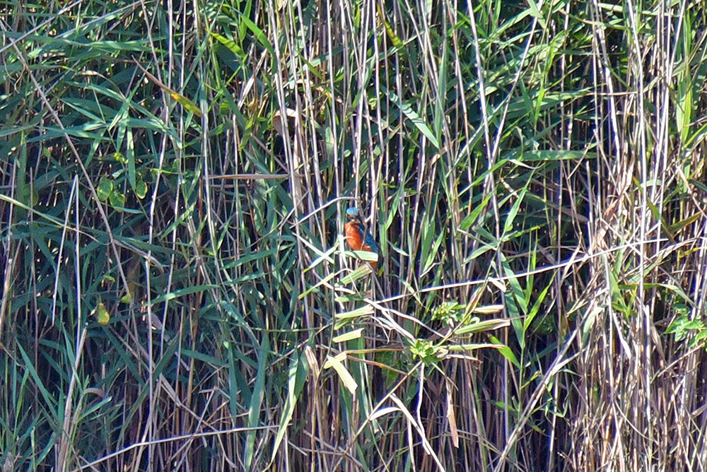 Picture of a Kingfisher sitting in the reeds